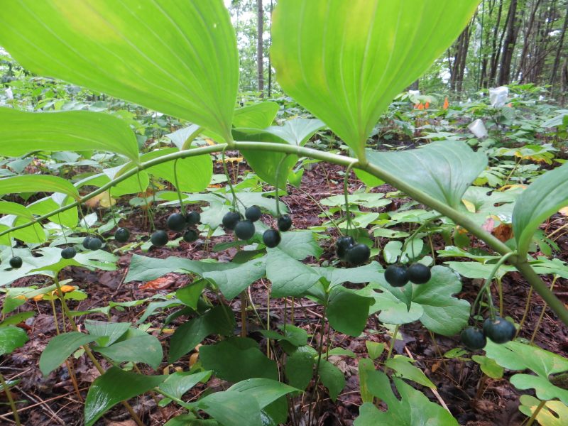 Forest Farming in Virginia