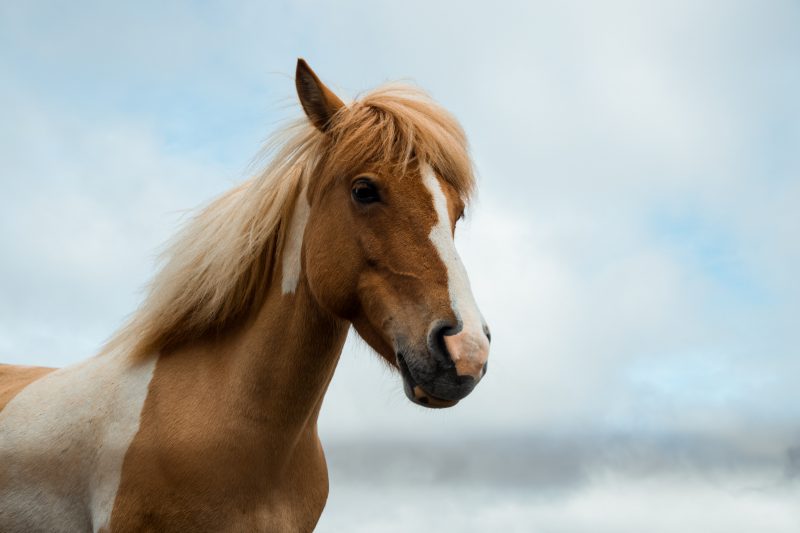 Tan colored horse