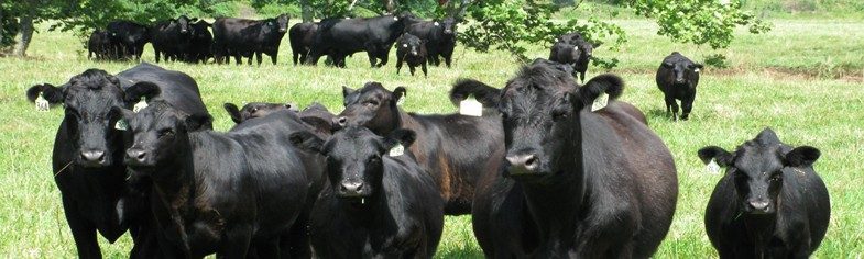 Black cows with ear tags