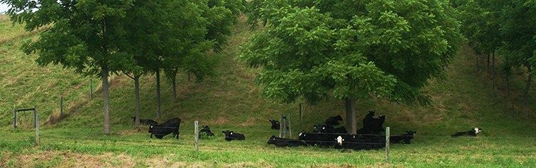 A silvopasture system with cows in it