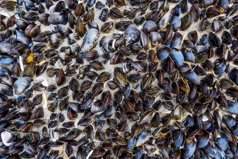 Image of shellfish in sand