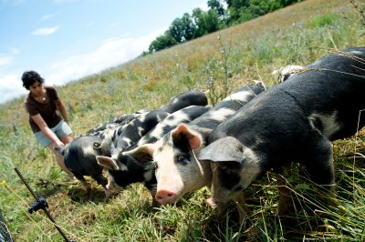 Feeding pigs