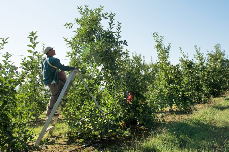 Apple Picking on Ladder