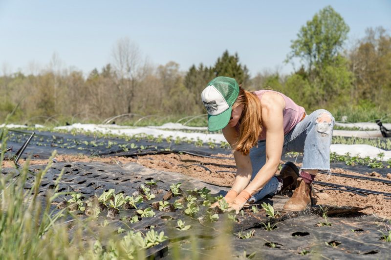 Woman planting greens seedlings