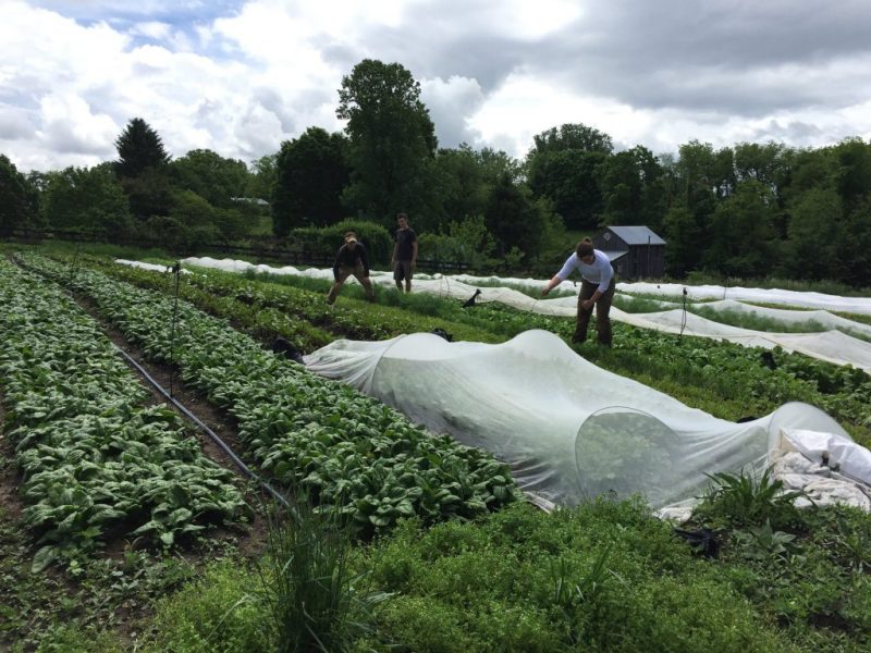 workers harvesting vegetables in the field